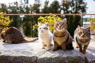 好奇心完整版在线观看,揭秘好奇心完整版在线观看的奇幻之旅 第3张 好奇心完整版在线观看,揭秘好奇心完整版在线观看的奇幻之旅 第3张